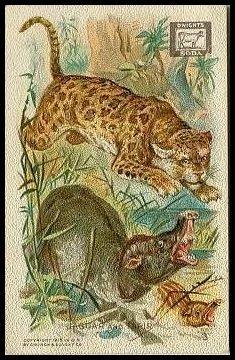 3 Jaguar and Tapir